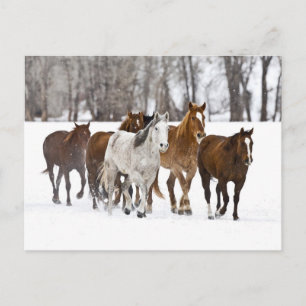 Een winters landschap van rennende paarden briefkaart