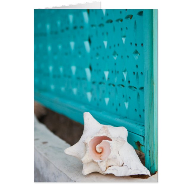 Een wit en roze Jamaicaans Zee Shell zit alleen (Voorkant)