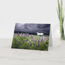 Een wit paard in een lupine Storm