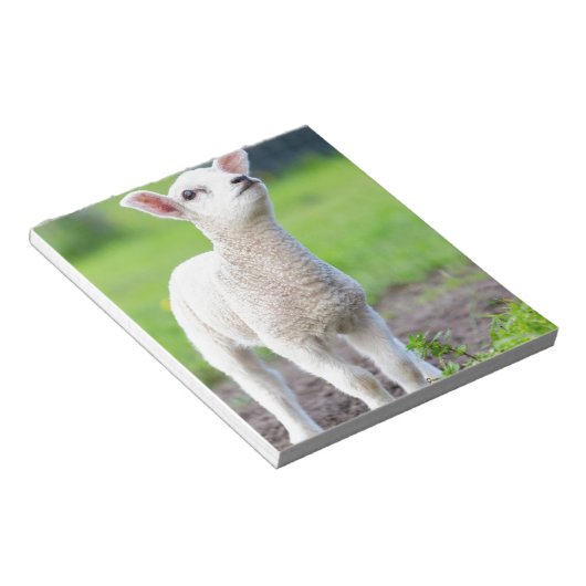 Een wit pasgeboren lamsvlees dat in groengras staa notitieblok (Schuin)
