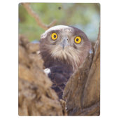 Een witborstslangearend klembord (Achterkant)