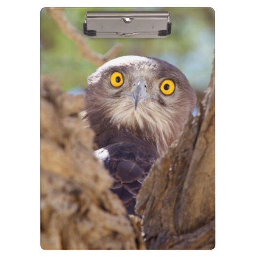 Een witborstslangearend klembord (Voorkant)