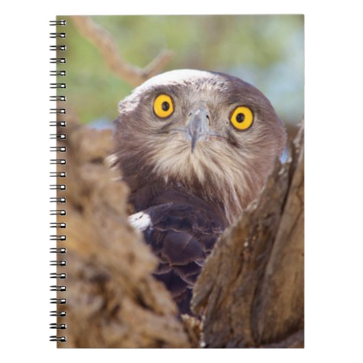 Een witborstslangenarend notitieboek (Voorkant)