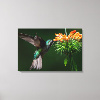 Een Witkeelbergbij drinkt Nectar Canvas Afdruk