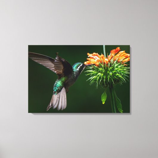 Een Witkeelbergbij drinkt Nectar Canvas Afdruk (Voorkant)