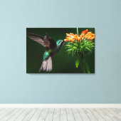 Een Witkeelbergbij drinkt Nectar Canvas Afdruk (Insitu (Houten vloer))