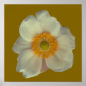 Een witte bloem poster (Voorkant)