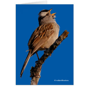 Een witte-Gesneden Sparrow Zingt aan de Zon