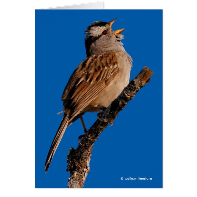 Een witte-Gesneden Sparrow Zingt aan de Zon (Voorkant)