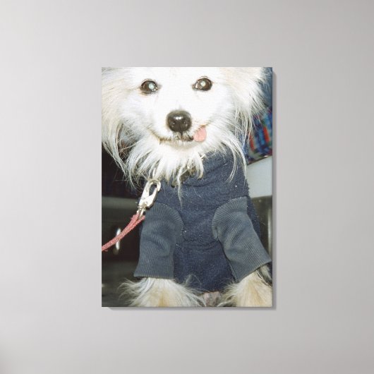 Een witte hond die kleren draagt. canvas afdruk (Voorkant)