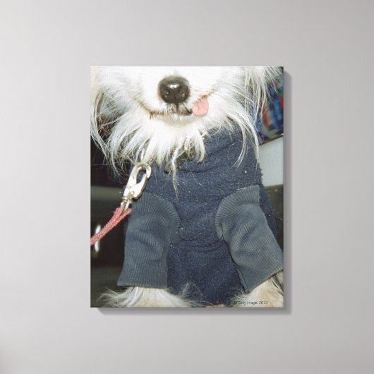 Een witte hond die kleren draagt. canvas afdruk (Voorkant)
