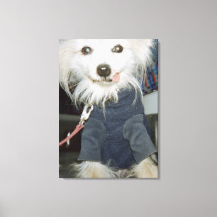 Een witte hond die kleren draagt. canvas afdruk