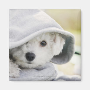 een witte hond met een kap van shirt magneet