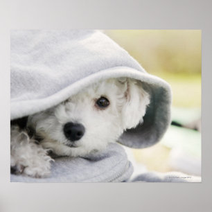 een witte hond met een kap van shirt poster