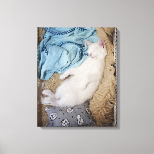 Een witte kat die in een wasmand slaapt, canvas afdruk (Voorkant)