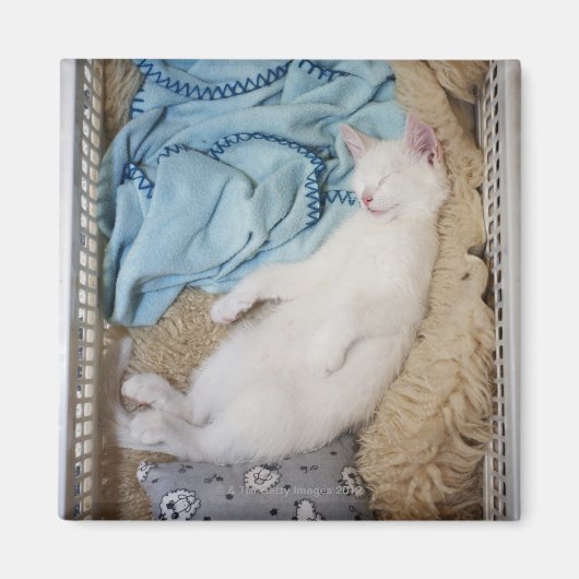 Een witte kat die in een wasmand slaapt, magneet (Voorkant)