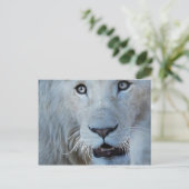 Een witte leeuw in Zuid-Afrika Briefkaart (Staand voorkant)