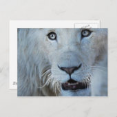 Een witte leeuw in Zuid-Afrika Briefkaart (Voorkant / Achterkant)