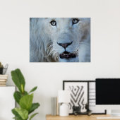 Een witte leeuw in Zuid-Afrika Poster (Thuiskantoor)