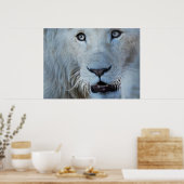 Een witte leeuw in Zuid-Afrika Poster (Keuken)