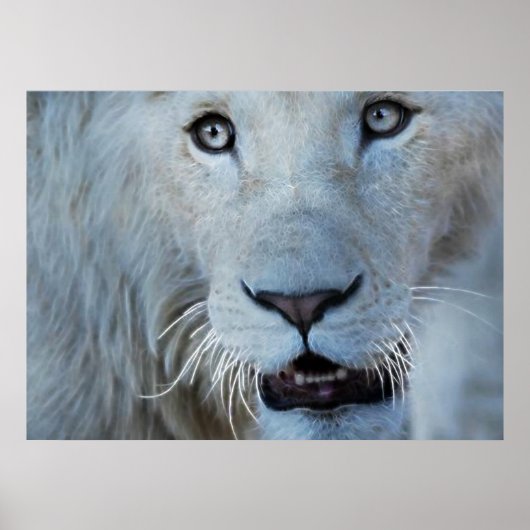 Een witte leeuw in Zuid-Afrika Poster (Voorkant)