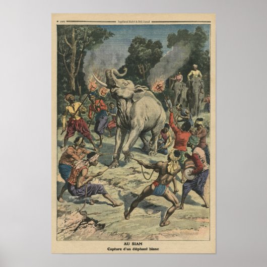 Een witte olifant vangen in Siam Poster (Voorkant)