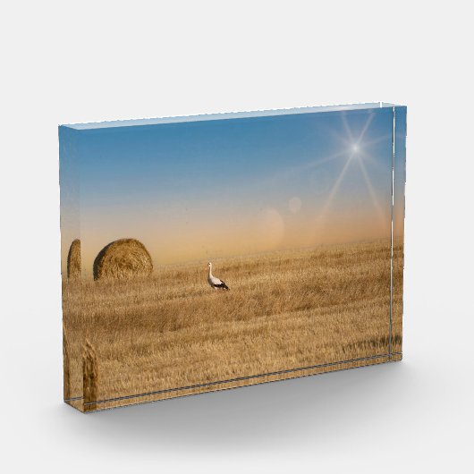 Een witte ooievaar fotoblokken (Links)