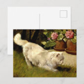 Een witte Perzische Kat die een Ladybug kijkt Briefkaart (Voorkant / Achterkant)