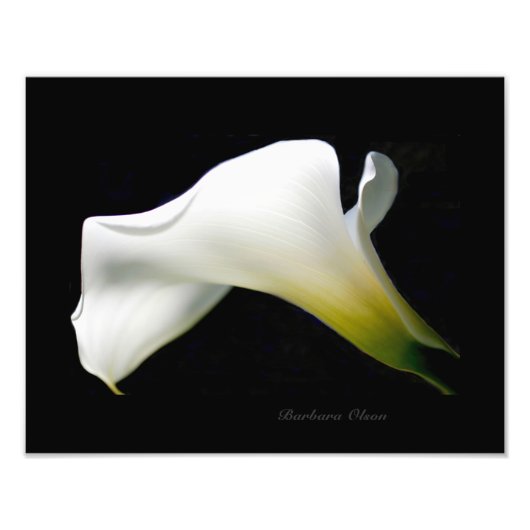Een witte & pure Calla Lily: Een anatomie van een  Foto Afdruk (Voorkant)