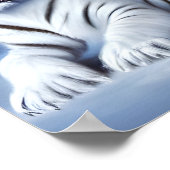 Een witte tijger in de sneeuw poster (Hoek)