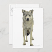 Een wolf briefkaart (Voorkant / Achterkant)