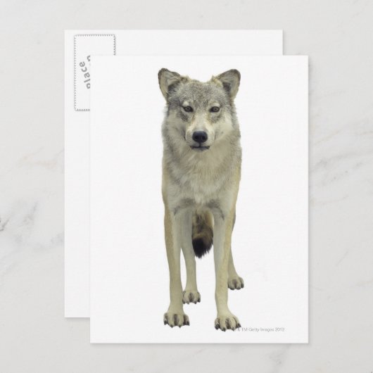 Een wolf briefkaart (Voorkant / Achterkant)