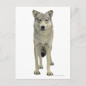 Een wolf briefkaart (Voorkant)