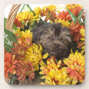 Een Yorkie-Poo-puppy in een mand van kunstmatige Drankjes Onderzetter