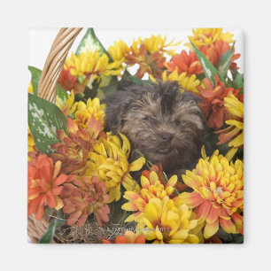 Een Yorkie-Poo-puppy in een mand van kunstmatige Magneet