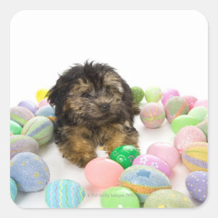 Een Yorkie-poopuppy en paaseieren. Vierkante Sticker