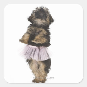 Een Yorkie-poopuppy in een tutu op haar achterpote Vierkante Sticker