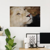 Een zachte leeuw voor Zuid-Afrika Poster (Thuiskantoor)