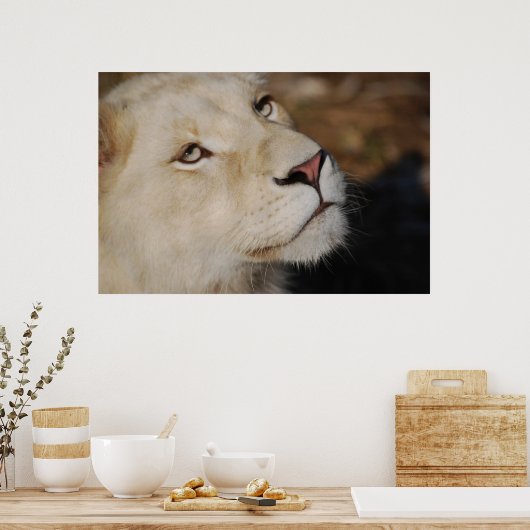 Een zachte leeuw voor Zuid-Afrika Poster (Keuken)
