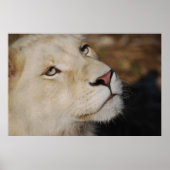 Een zachte leeuw voor Zuid-Afrika Poster (Voorkant)