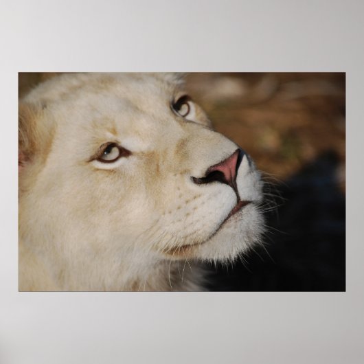 Een zachte leeuw voor Zuid-Afrika Poster (Voorkant)