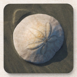 Een zanddollar op het strand drankjes onderzetter
