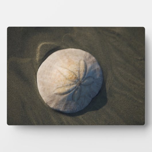 Een zanddollar op het strand fotoplaat (voorkant)