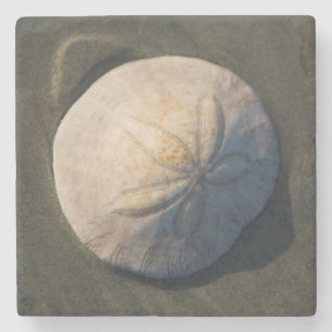 Een zanddollar op het strand stenen onderzetter
