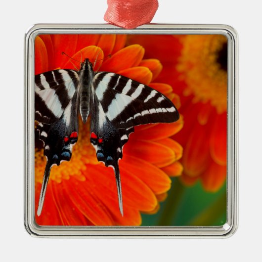 Een Zebra Swallowtail Vlinder Metalen Ornament (Voorkant)
