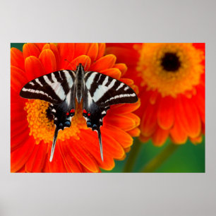Een Zebra-swallowtail-vlinder Poster