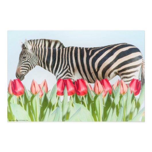 Een Zebra van de Tulpen Foto Afdruk (Voorkant)