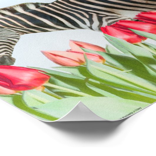 Een Zebra van de Tulpen Poster (Hoek)