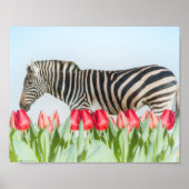 Een Zebra van de Tulpen Poster (Voorkant)