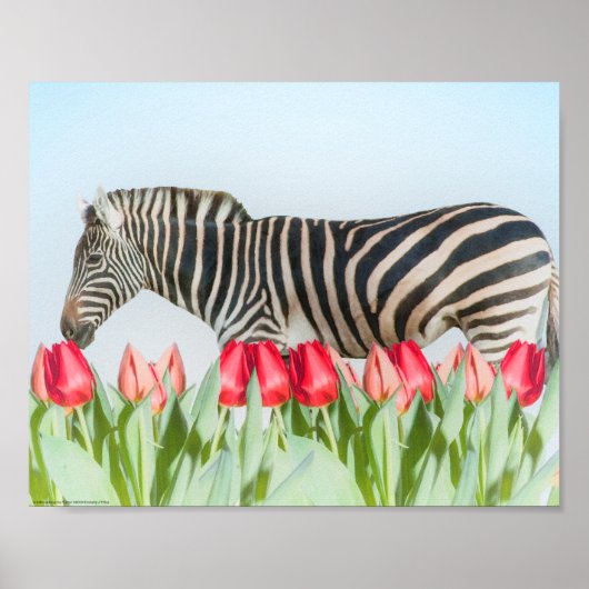 Een Zebra van de Tulpen Poster (Voorkant)